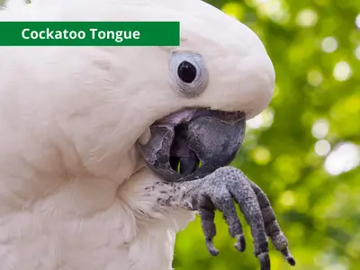 Cockatoo Tongue