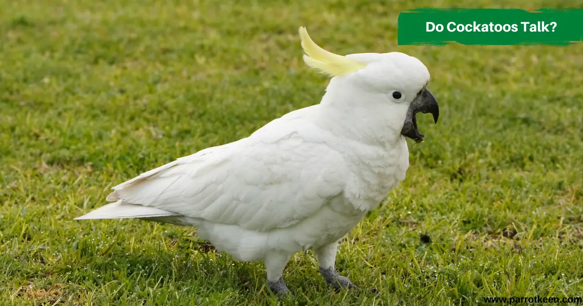 do cockatoos talk