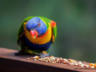 homemade lorikeet food