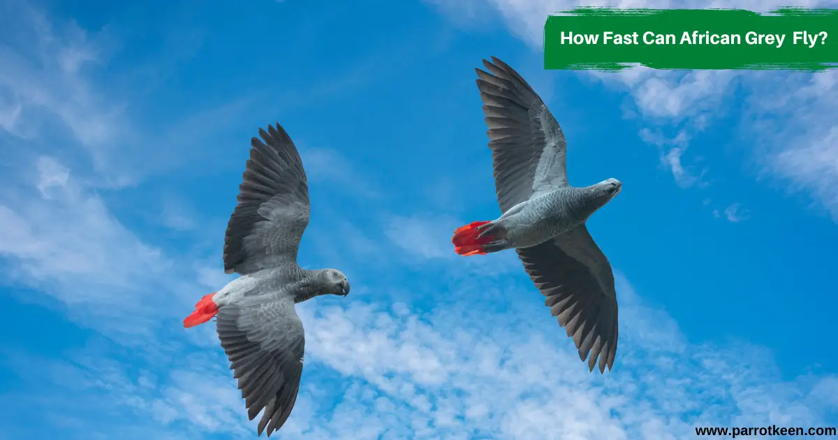 How fast can parrots fly