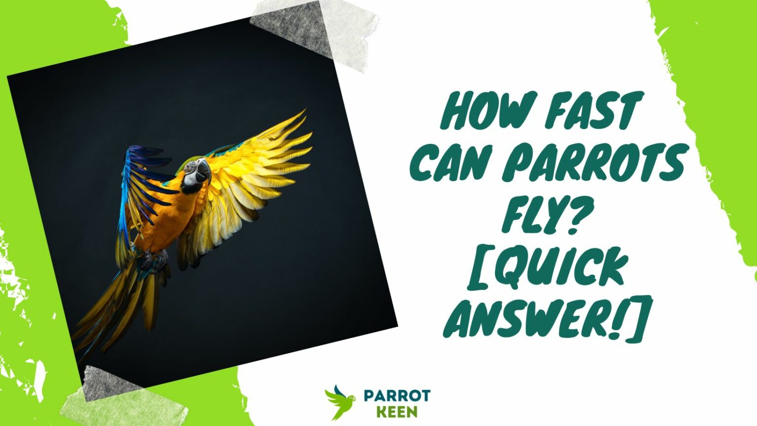 How Fast Can Parrots Fly?[Quick Answer!] Parrotkeen