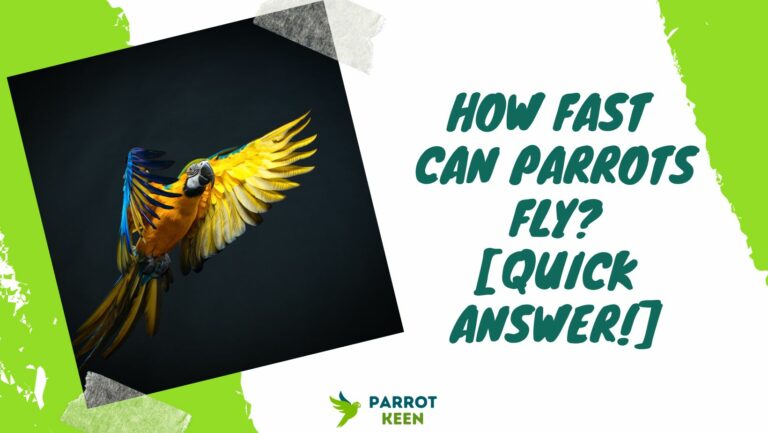 How Fast Can Parrots Fly?[Quick Answer!]