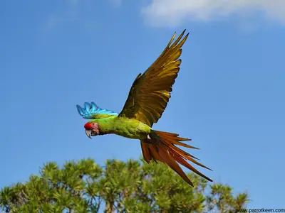 How fast can parrots fly