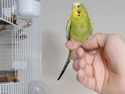 how to train orioles to sit on your finger