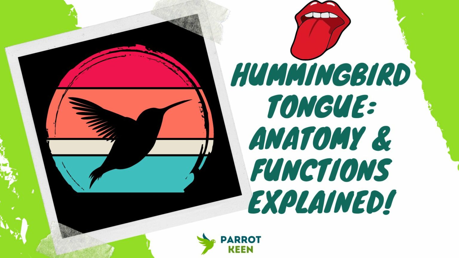 Hummingbird Tongue Anatomy and Functions Explained! Parrotkeen