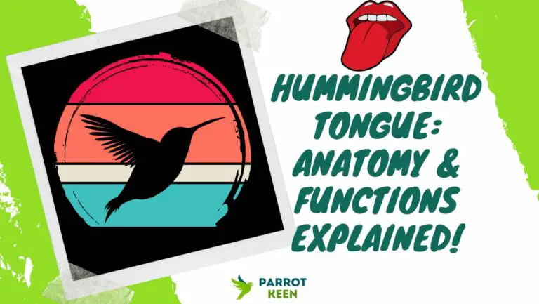 Hummingbird Tongue: Anatomy and Functions Explained!