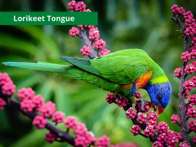 Lorikeet tongue and anatomy