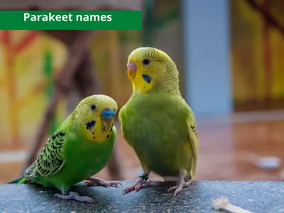 parakeet names