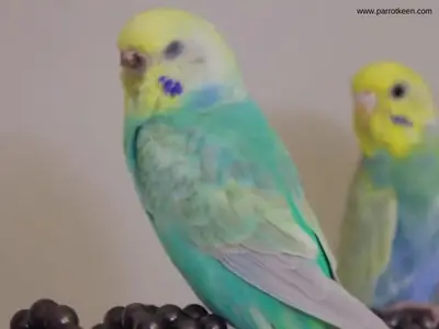 What is Rainbow Budgie?[ Behaviors, Diet, Size, Colors]