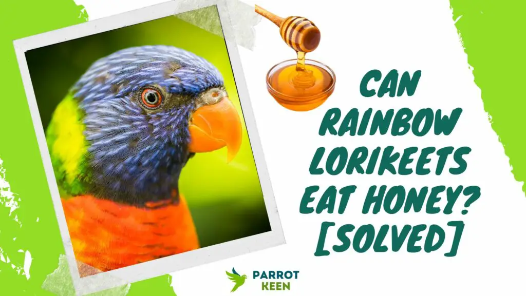 Can Rainbow Lorikeets Eat Honey?[Quick Answer] Parrotkeen