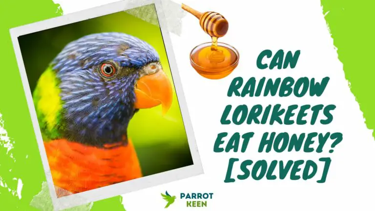 Can Rainbow Lorikeets Eat Honey?[Quick Answer]