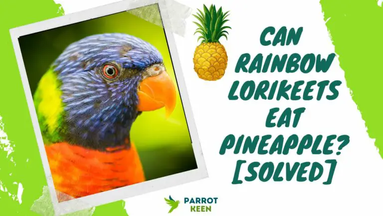 Can Rainbow Lorikeets Eat Pineapple?[Answered]