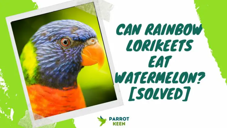 Can Rainbow Lorikeets Eat Watermelon? Are seeds safe?