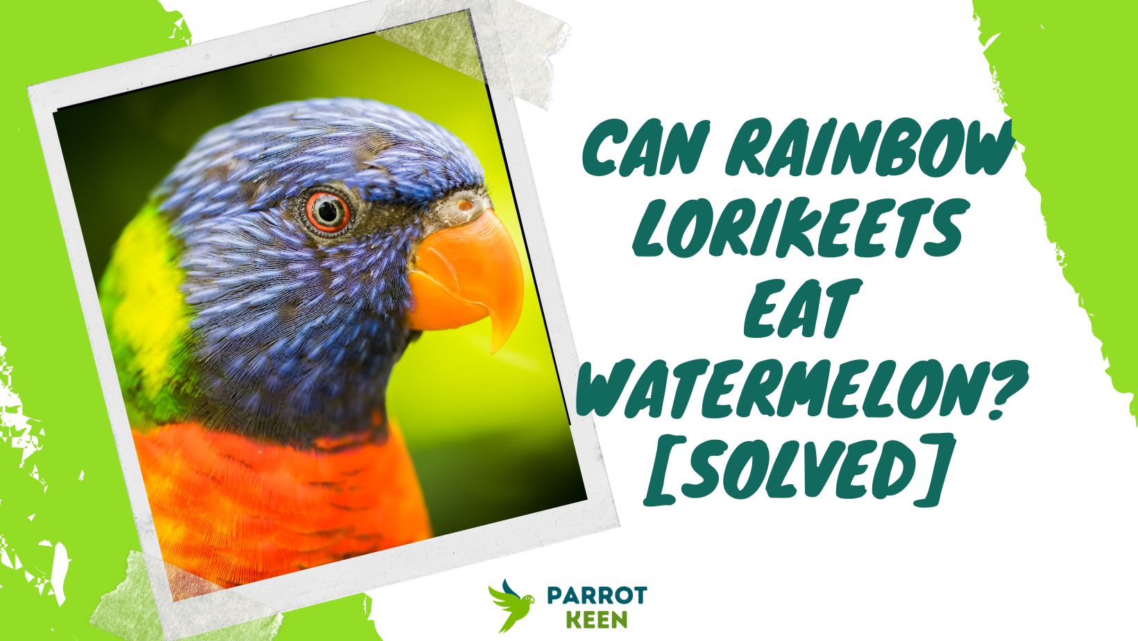 Can Rainbow Lorikeets Eat Watermelon
