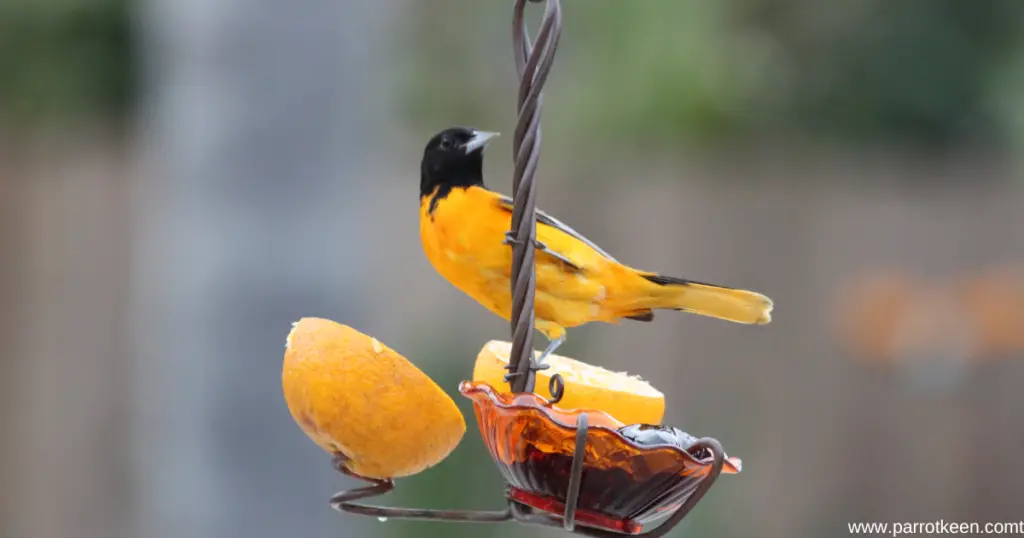 When To Stop Feeding Orioles Grape Jelly? Parrotkeen