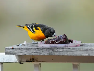 when to stop feeding orioles grape jelly
