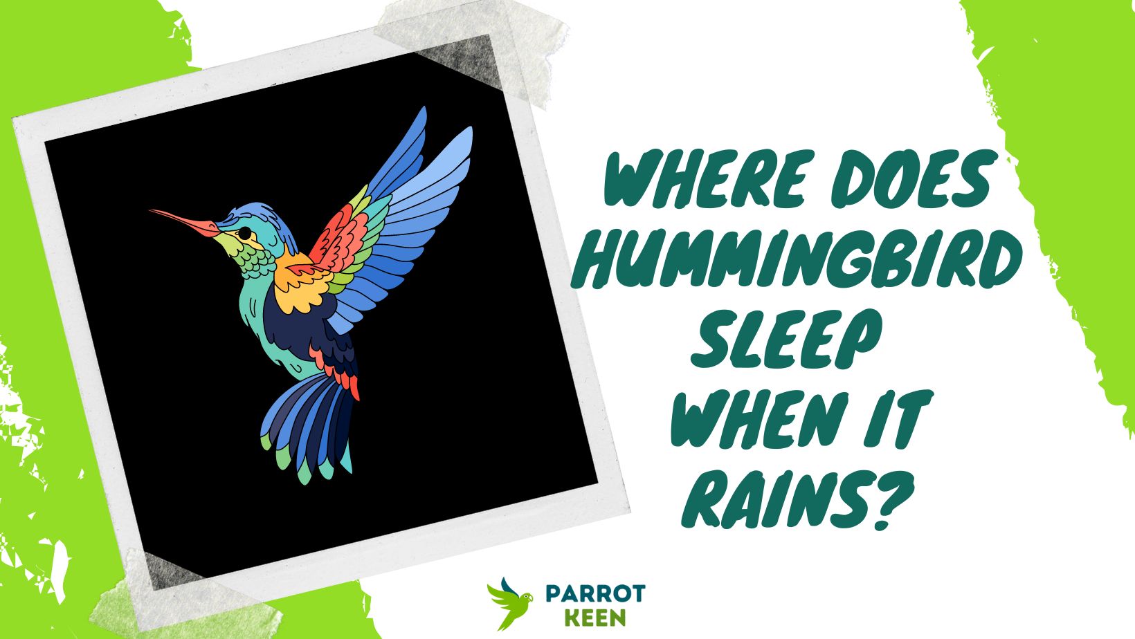 Where Do Hummingbirds Sleep When It Rains