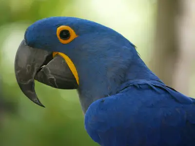 Blue eclectus parrot