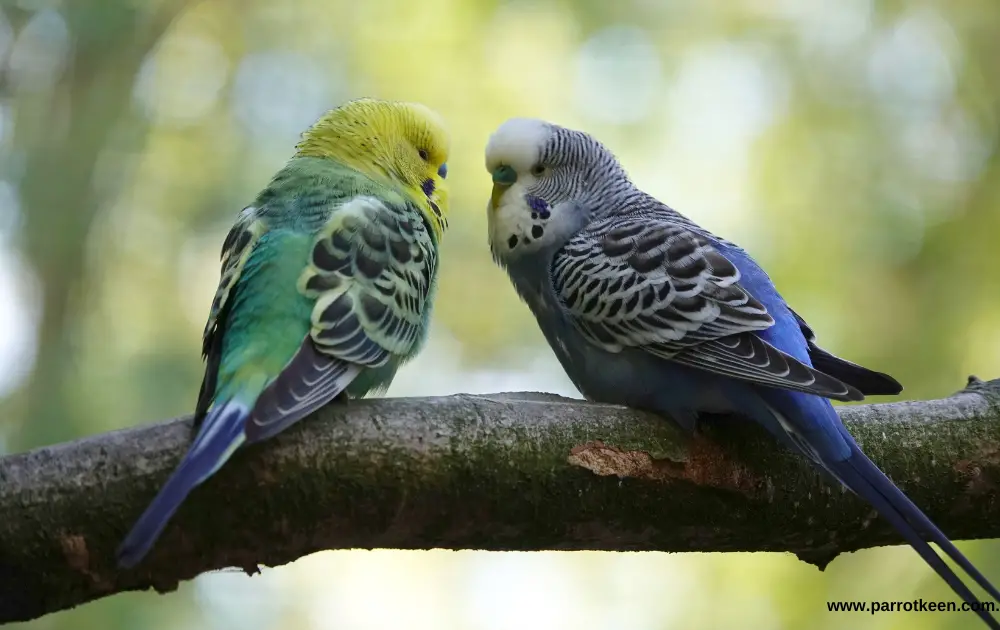 Budgie names