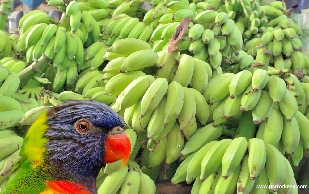 can Lorikeets eat banana