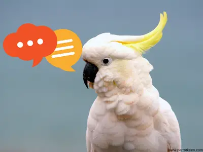do cockatoos talk