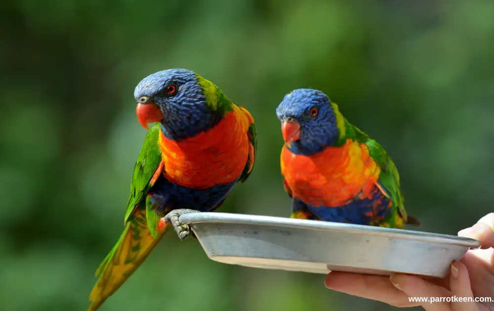 homemade lorikeet food