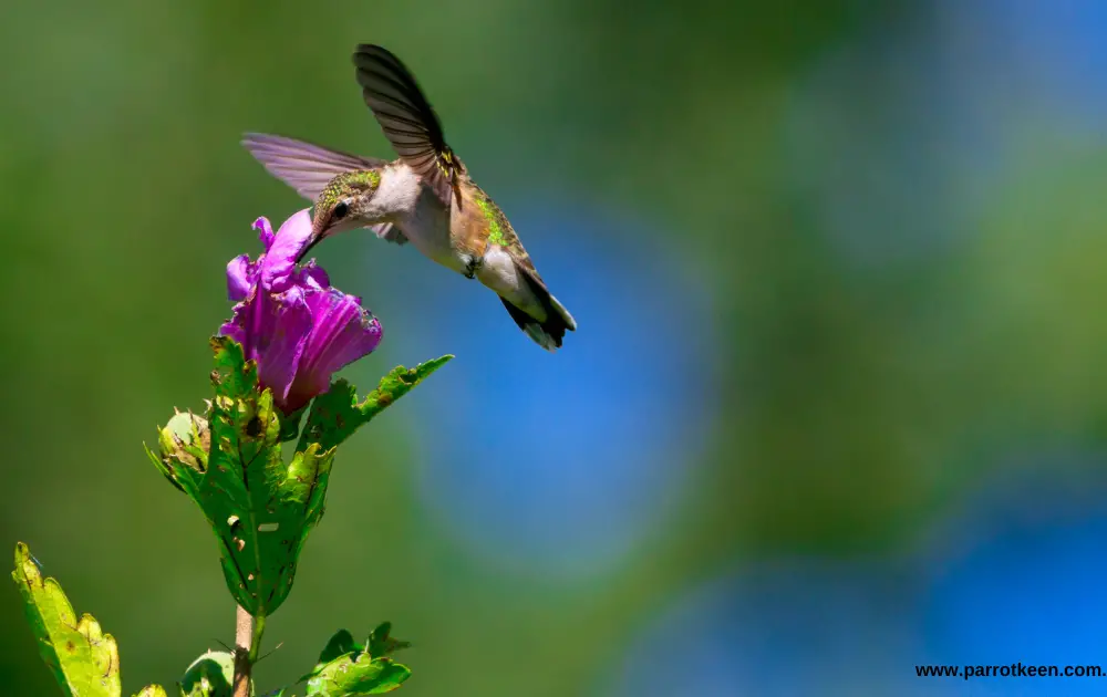 Hummingbird tongue