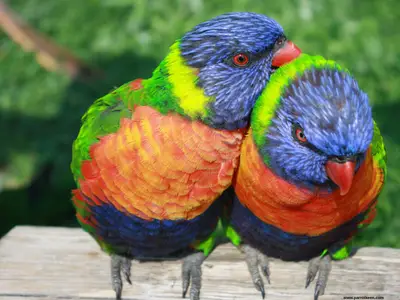 Rainbow Lorikeet Price: How Much Does Rainbow Lorikeet Cost?