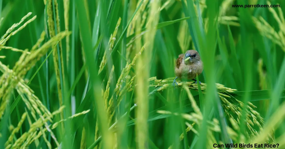 can birds eat rice