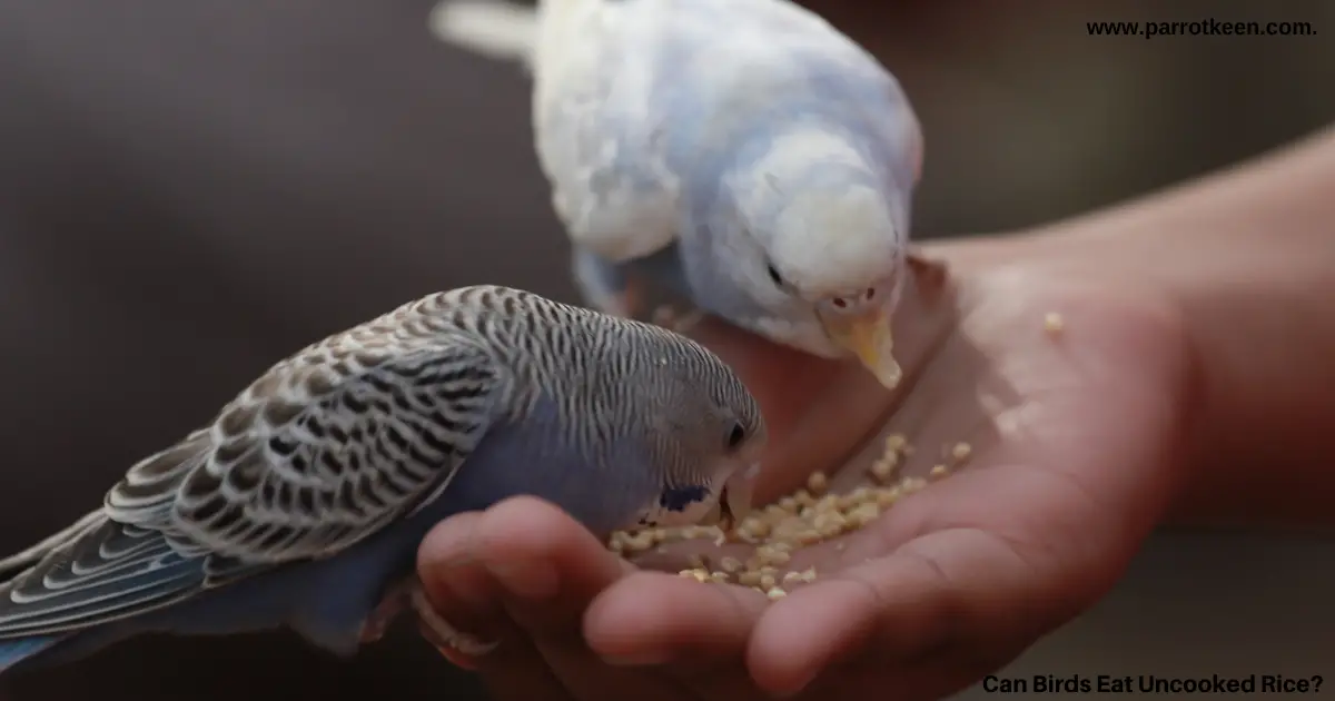 can birds eat rice