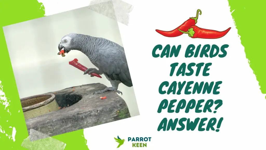 Can Birds Taste Cayenne Pepper? [Answered!] Parrotkeen