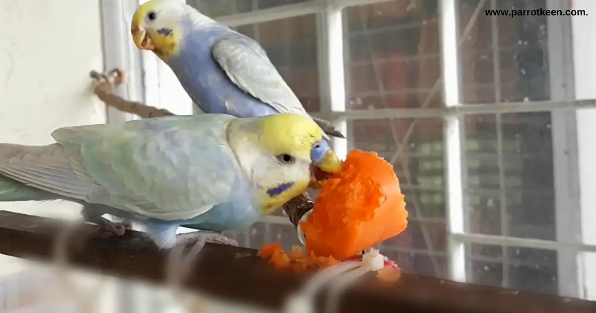 can budgies eat carrots