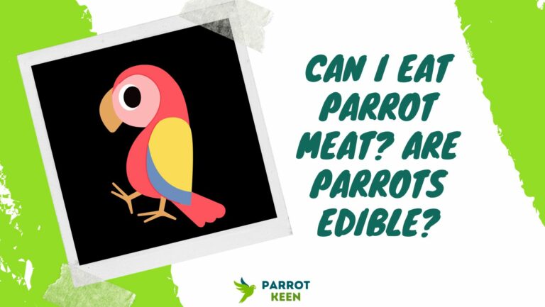 Can I Eat Parrot Meat? Are Parrots Edible?