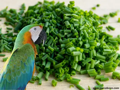 can parrots eat chives