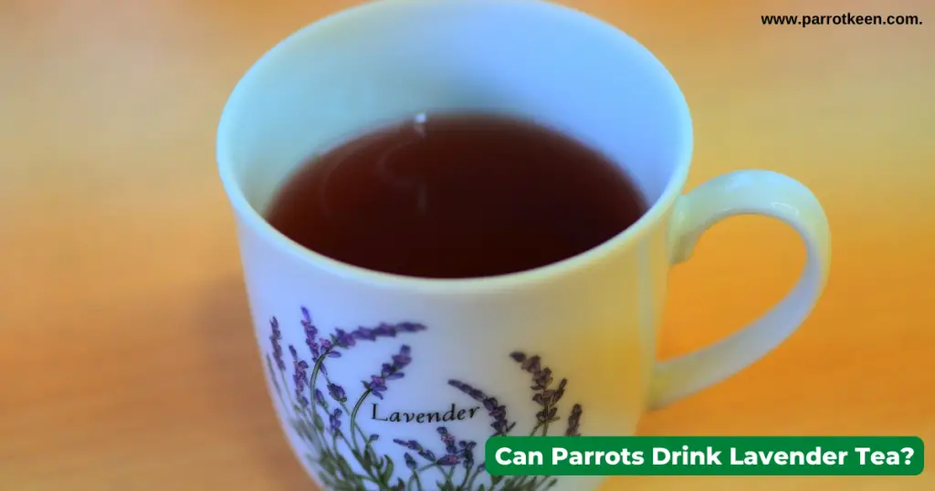 Can Parrots Eat Lavender? Is Lavender Poisonous for Parrots? Parrotkeen