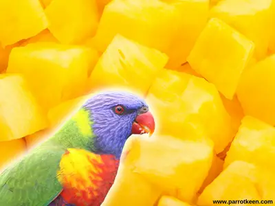 can rainbow lorikeets eat pineapple