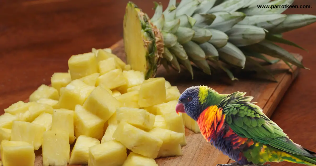 Can Rainbow Lorikeets Eat Pineapple 