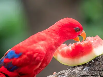 can rainbow lorikeets eat watermelon