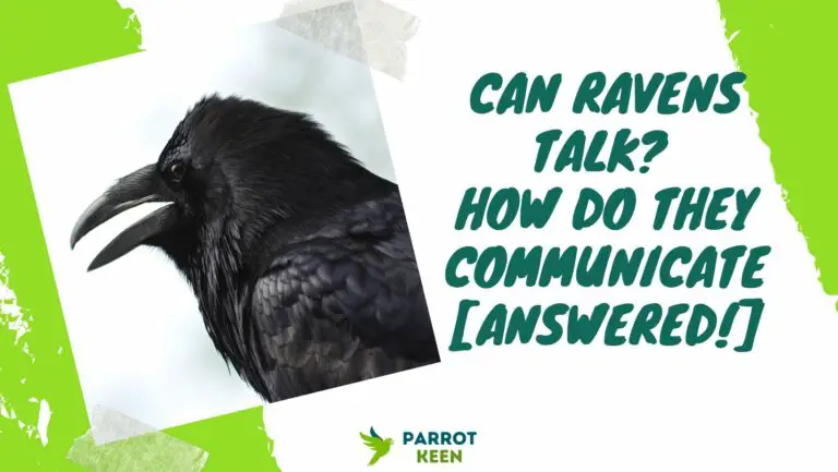 Can Ravens Talk? [Answered!]