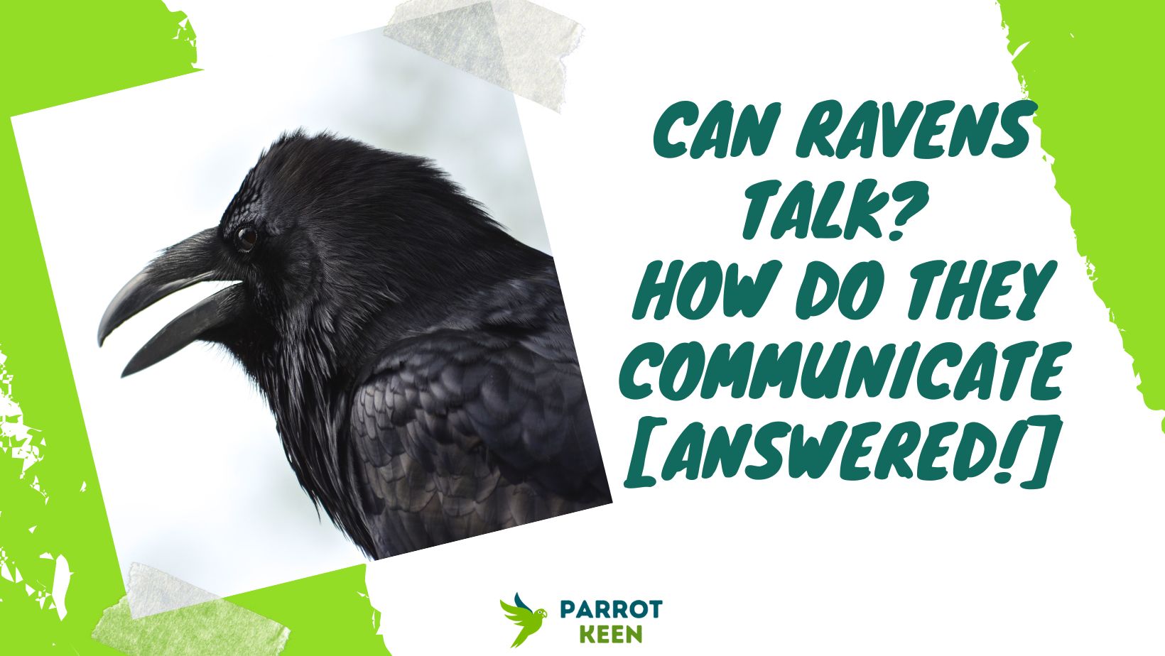 Can Ravens Talk [Answered!]