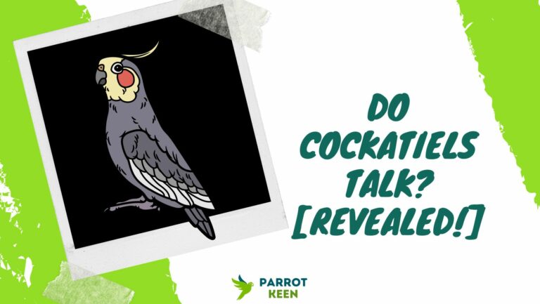 Do Cockatiels Talk?[Revealed!]