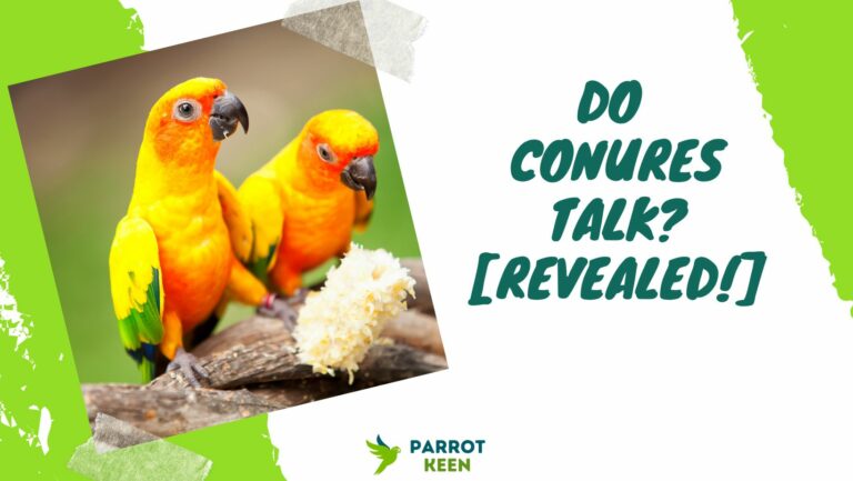 Do Conures talk? [Revealed!]
