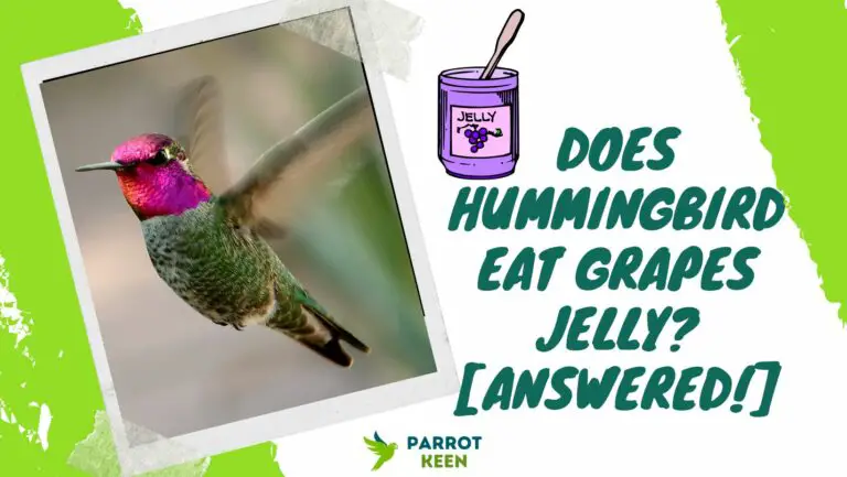 Do Hummingbirds Eat Grape Jelly?[Answered!]