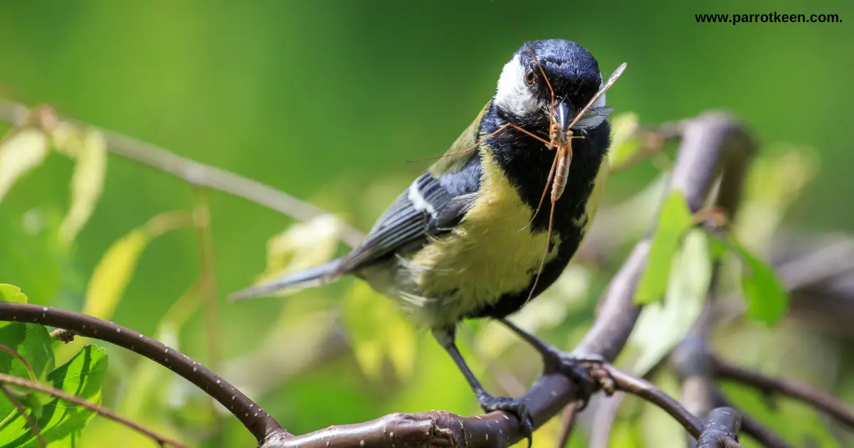 Do hummingbird eat mosquitoes