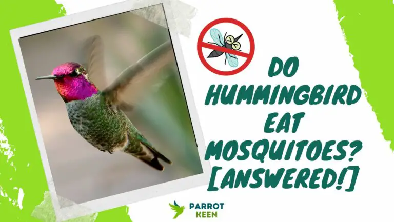 Do Hummingbirds Eat Mosquitoes? [Answered!]