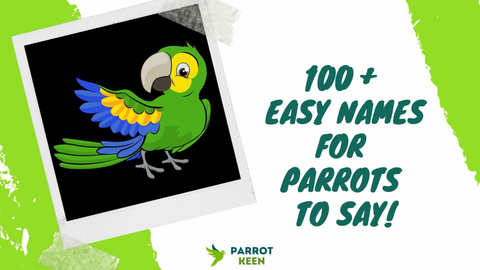 100+ Easy Names for Parrots to Say Parrotkeen