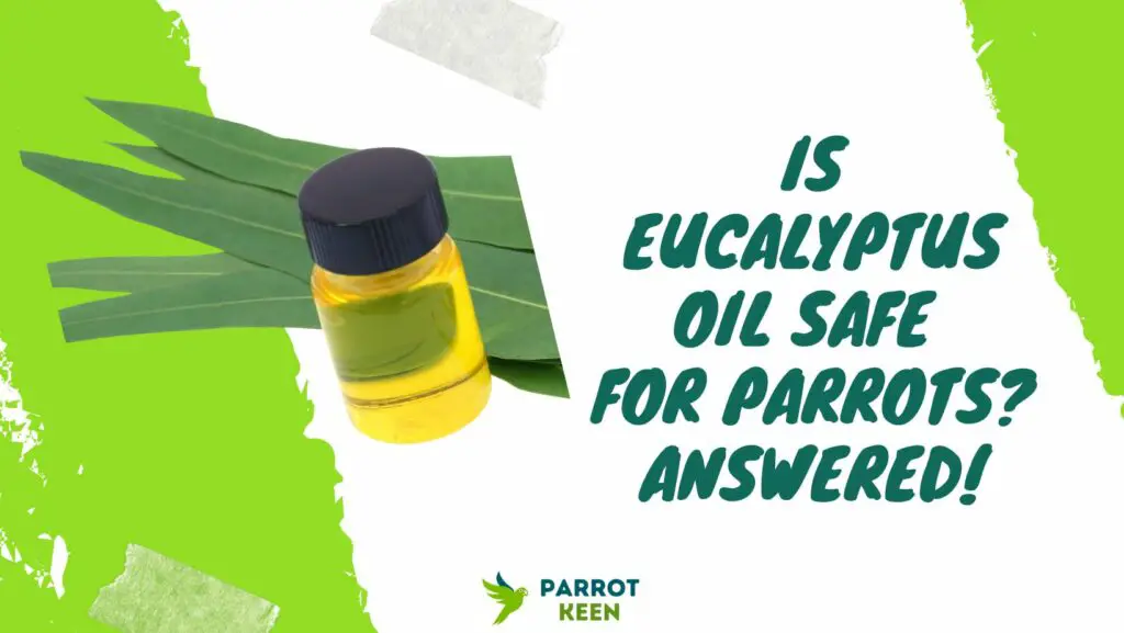 Is Eucalyptus Oil Safe for Parrots? Parrotkeen