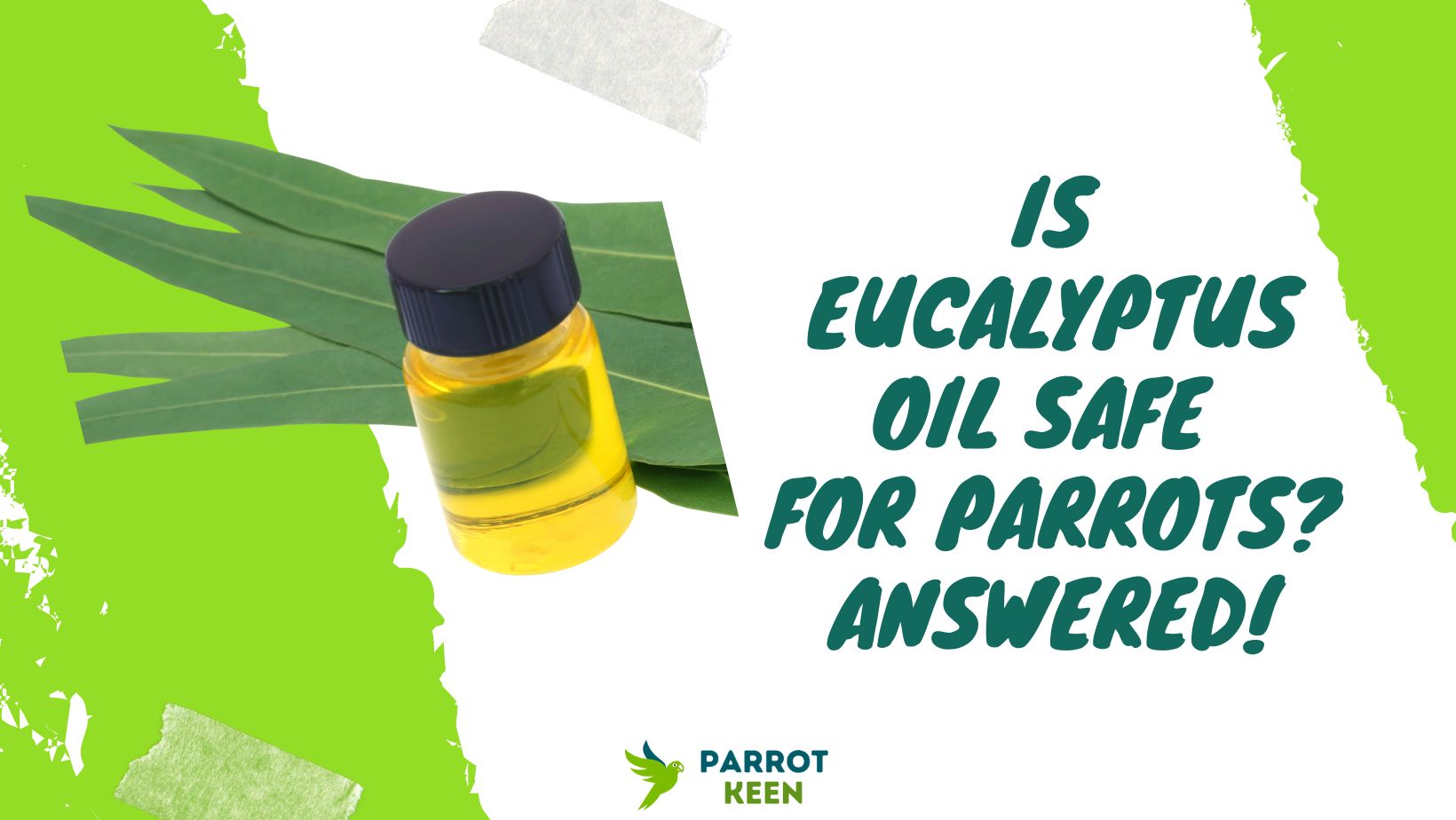 Is Eucalyptus Oil Safe for Parrots