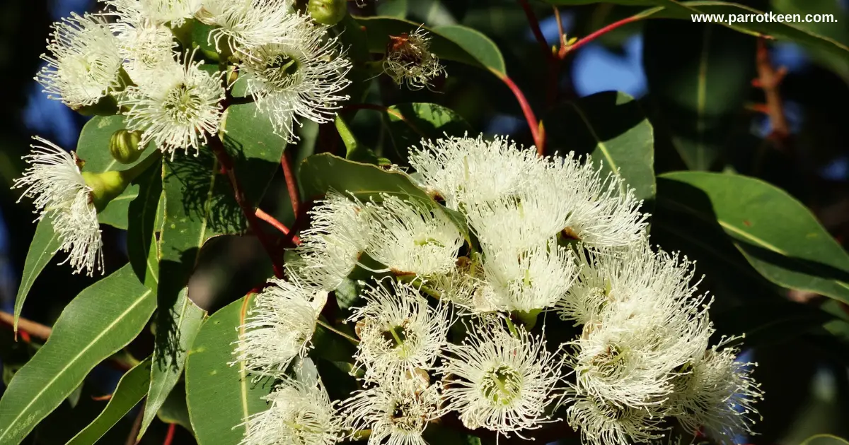 is eucalyptus safe for parrots