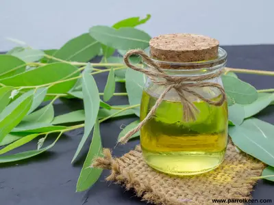 is eucalyptus oil safe for parrots